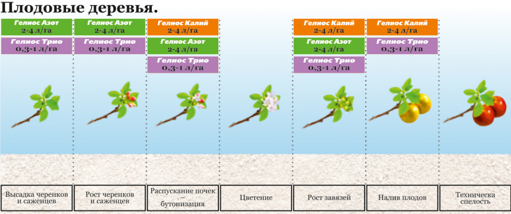images/3.8. Плодовые деревья.jpg