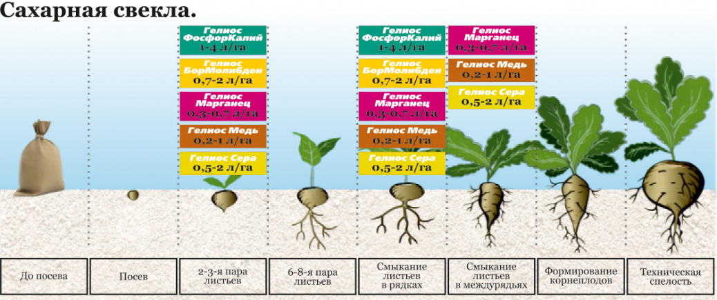 Сколько сахара в свекле. Система удобрений сахарной свеклы таблица. Фазы развития сахарной свеклы таблица. Система удобрений сахарной свеклы. Фазы развития сахарной свеклы.
