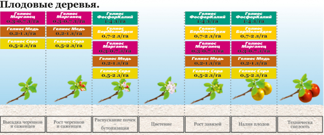 images/6.8. Плодовые деревья.jpg