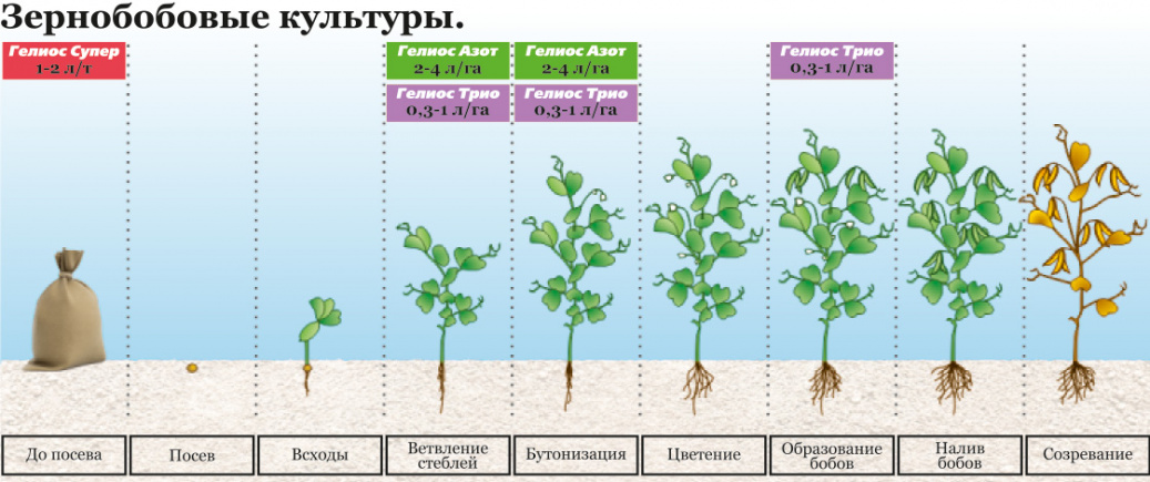 images/7.1. Зернобобовые.jpg
