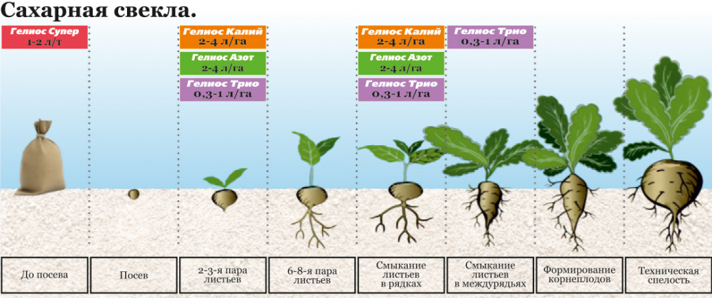 images/7.10. Сахарная свекла.jpg