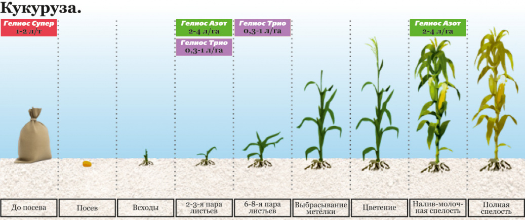 images/7.3. Кукуруза.jpg