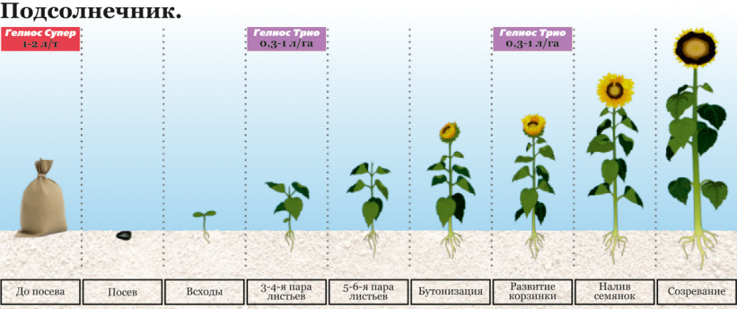 images/7.9. Подсолнечник.jpg